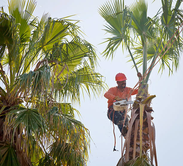 Tree Service